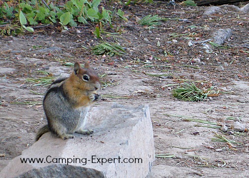 chipmunk at crater lake