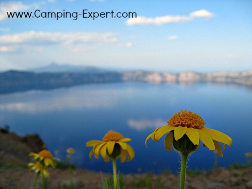 flower at crater lake