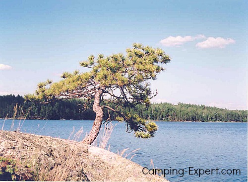 Pickeral Lake Tree Quetico