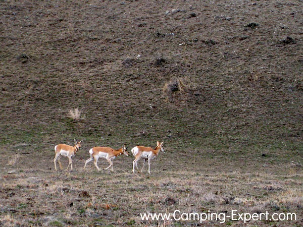 yellowstone pronghorn antelope