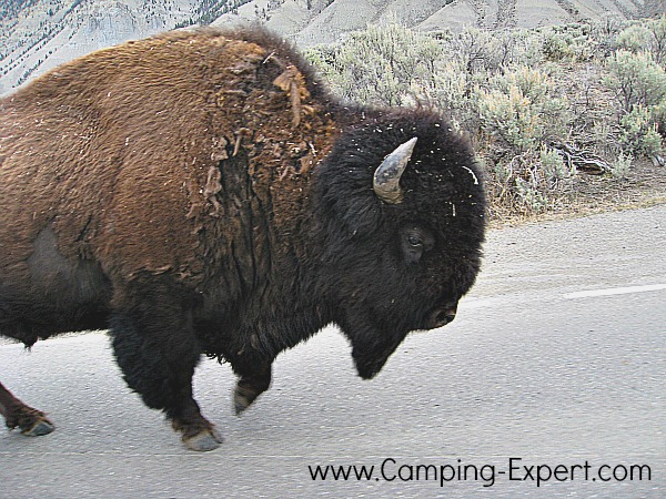 yellowstone bison