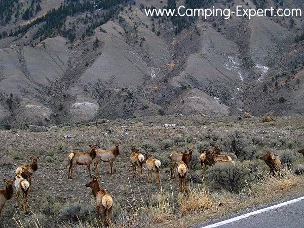 yellowstone elk